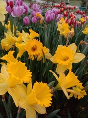 Narcissus tazetta chinensis