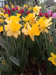 Narcissus tazetta chinensis