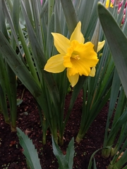 Narcissus tazetta chinensis