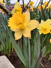Narcissus tazetta chinensis