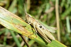 Chorthippus albomarginatus