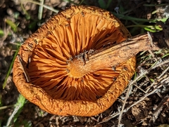 Gymnopilus luteofolius