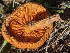 Gymnopilus luteofolius