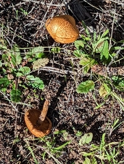 Gymnopilus luteofolius