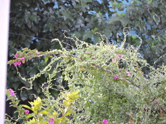 Cocculus diversifolius