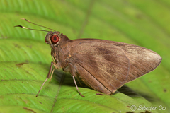 Erionota thrax
