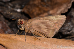 Erionota torus