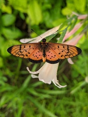 Acraea caecilia