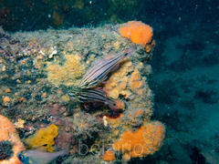 Ostorhinchus limenus