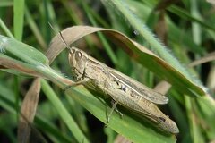 Chorthippus albomarginatus