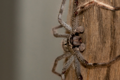 Sparassidae