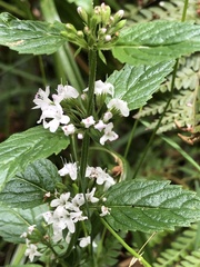Mentha laxiflora