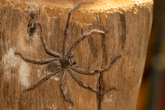 Sparassidae