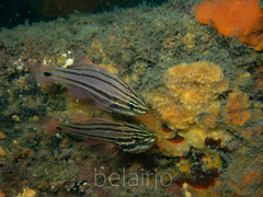 Ostorhinchus limenus