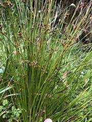 Juncus pauciflorus