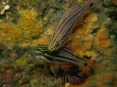 Ostorhinchus limenus