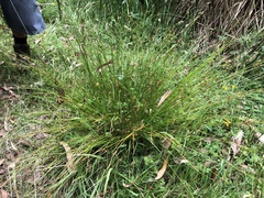 Juncus pauciflorus