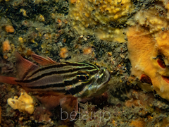 Ostorhinchus limenus