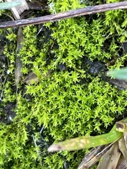 Pseudocrossidium hornschuchianum