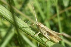 Chorthippus albomarginatus