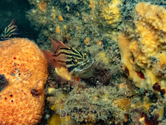 Ostorhinchus limenus