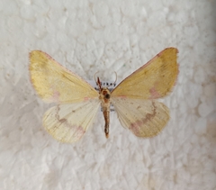 Enanthyperythra legataria