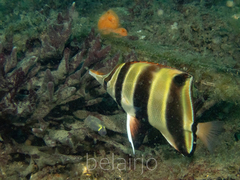 Chelmonops truncatus