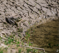 Pelophylax ridibundus