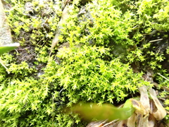 Pseudocrossidium hornschuchianum