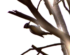 Chrysocolaptes festivus