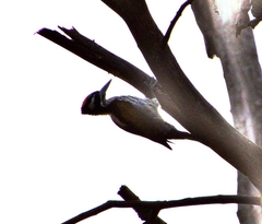 Chrysocolaptes festivus