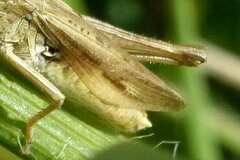 Chorthippus albomarginatus