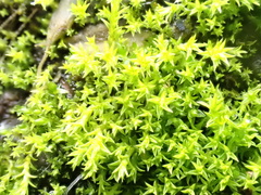 Pseudocrossidium hornschuchianum