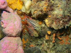 Ostorhinchus limenus