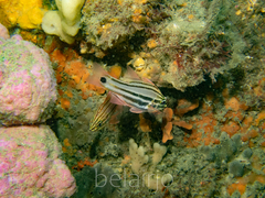 Ostorhinchus limenus