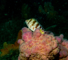 Cirrhitichthys aprinus