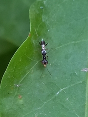 Dryinidae