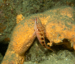 Hypoplectrodes maccullochi