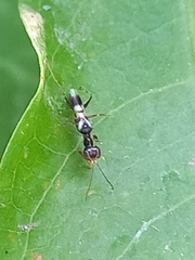 Dryinidae