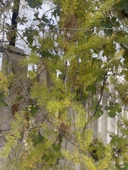 Asparagus aspergillus