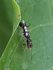 Dryinidae