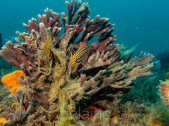 Ostorhinchus limenus