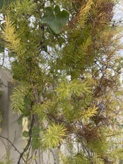 Asparagus aspergillus