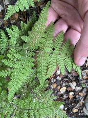 Hypolepis millefolium