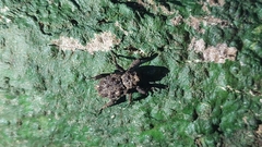 Poropterus parryi