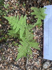 Hypolepis millefolium