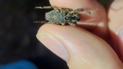 Poropterus parryi