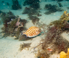 Anoplocapros inermis