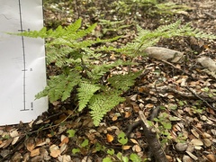 Hypolepis millefolium