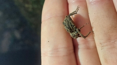 Poropterus parryi